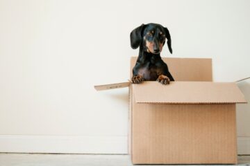 A dog inside the box